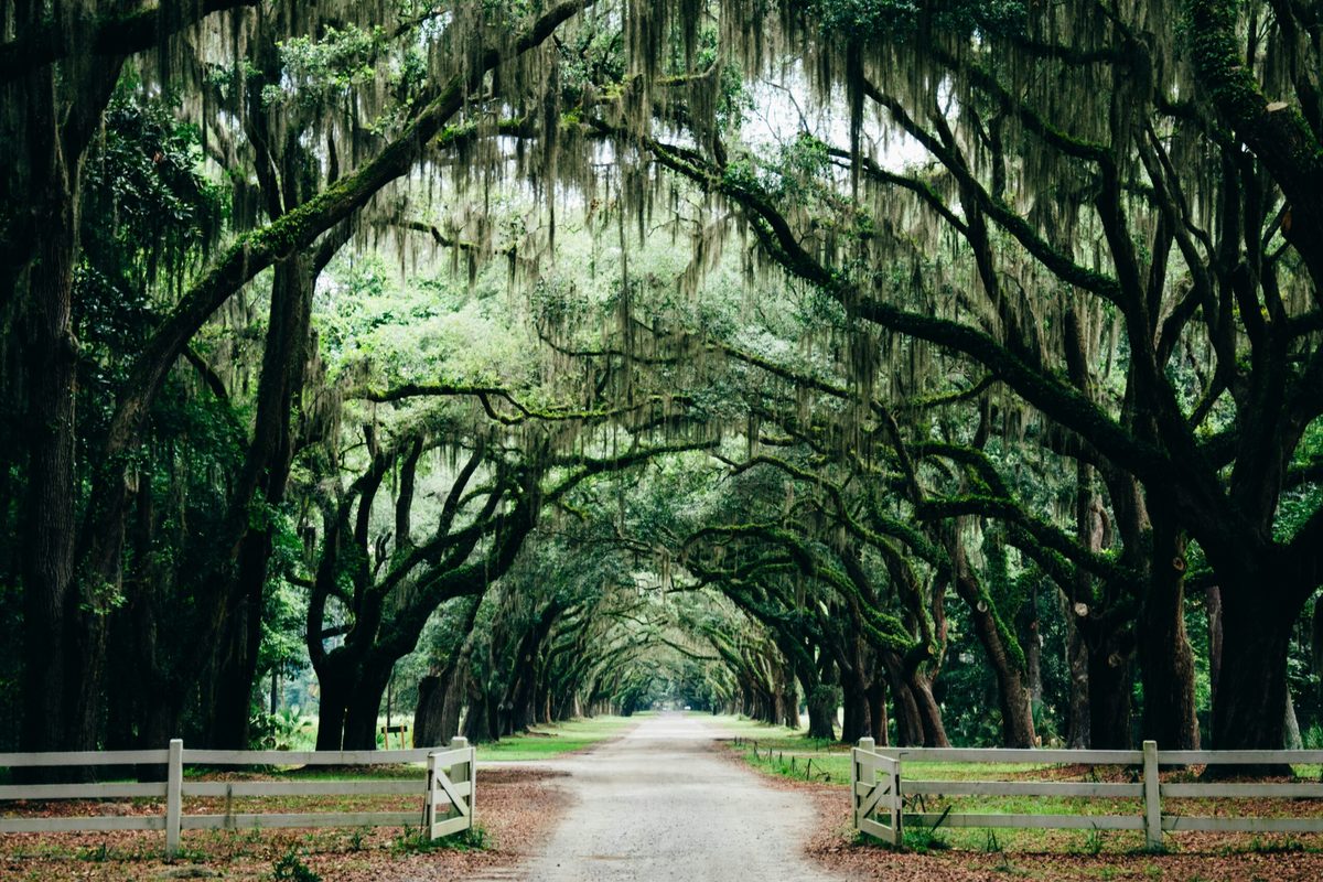An avenue of live oaks draped in Spanish moss in Savannah, Georgia